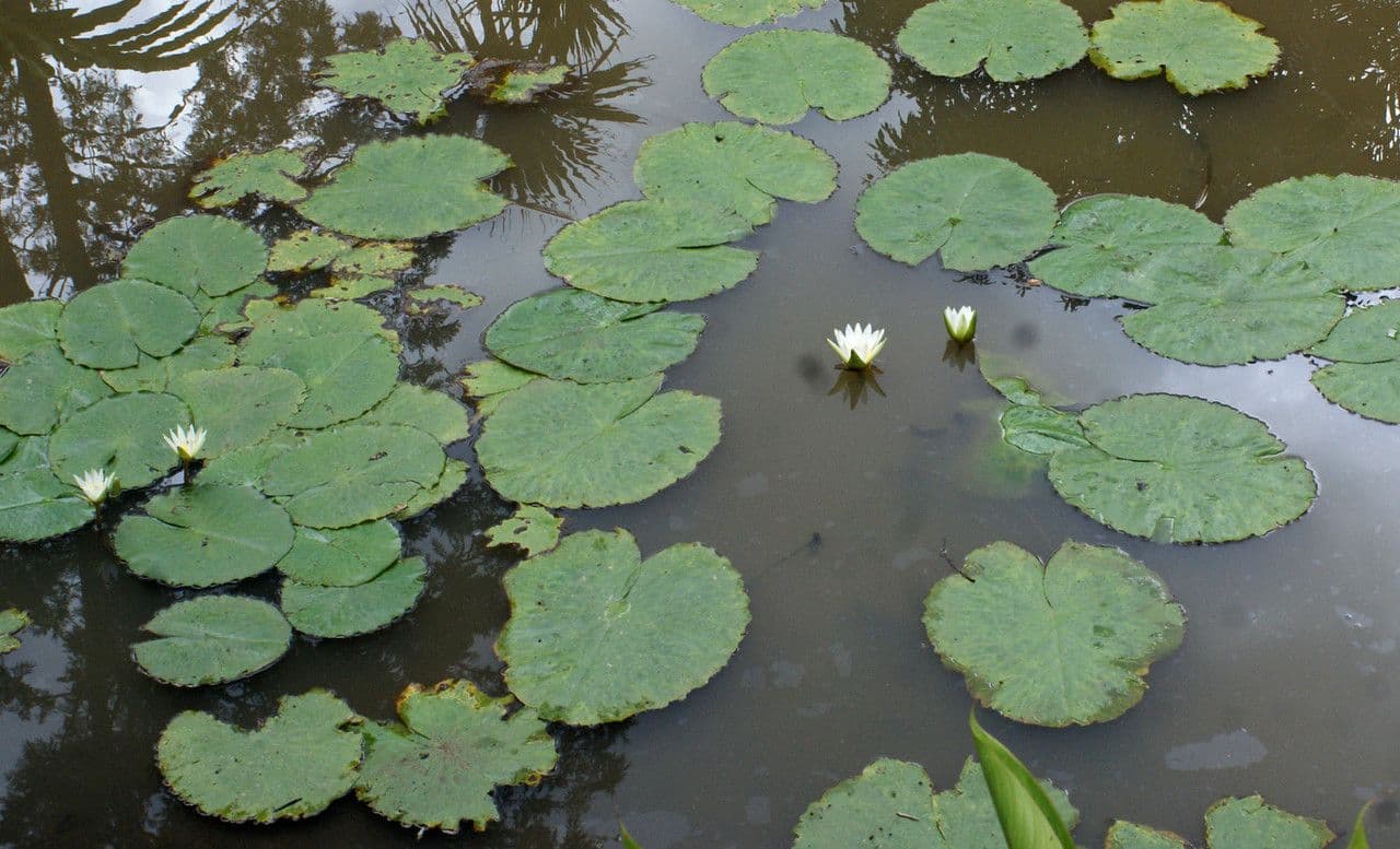 Breitblättrige Seerose 7