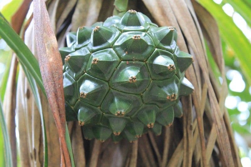 Pandanus 4