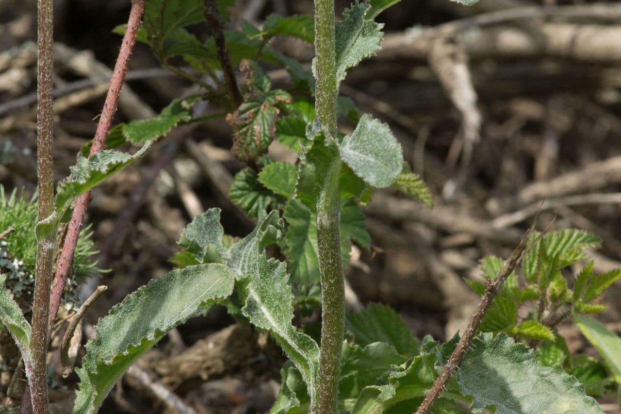 Senecio aronico 9