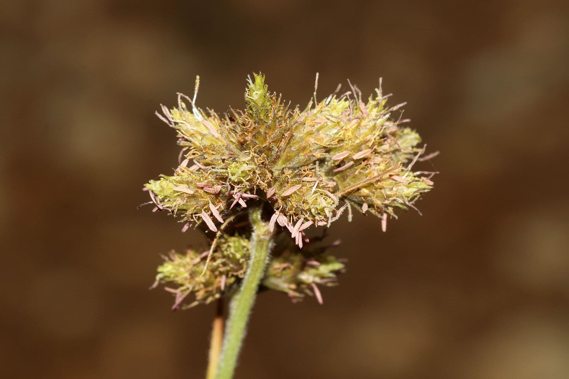 Fuirena pubescens 8