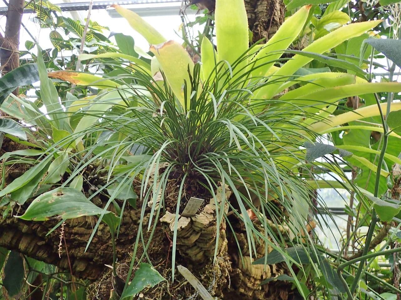 Dendrochilum