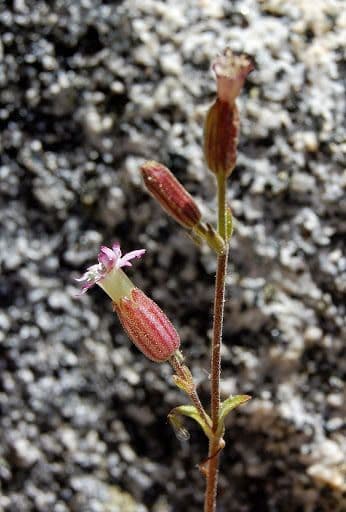 Campanula šedá 8
