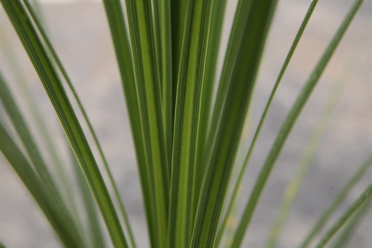 Cordyline 21