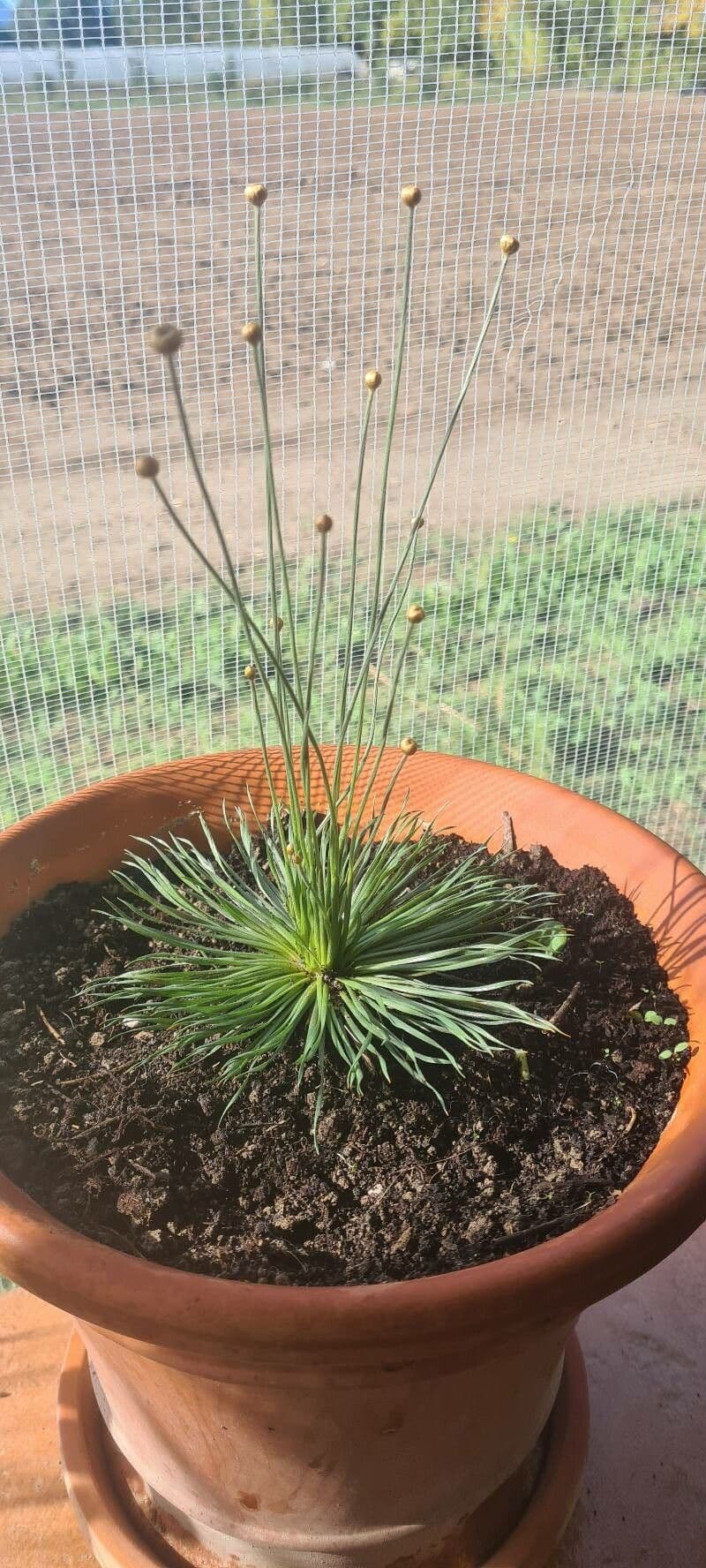 Syngonanthus