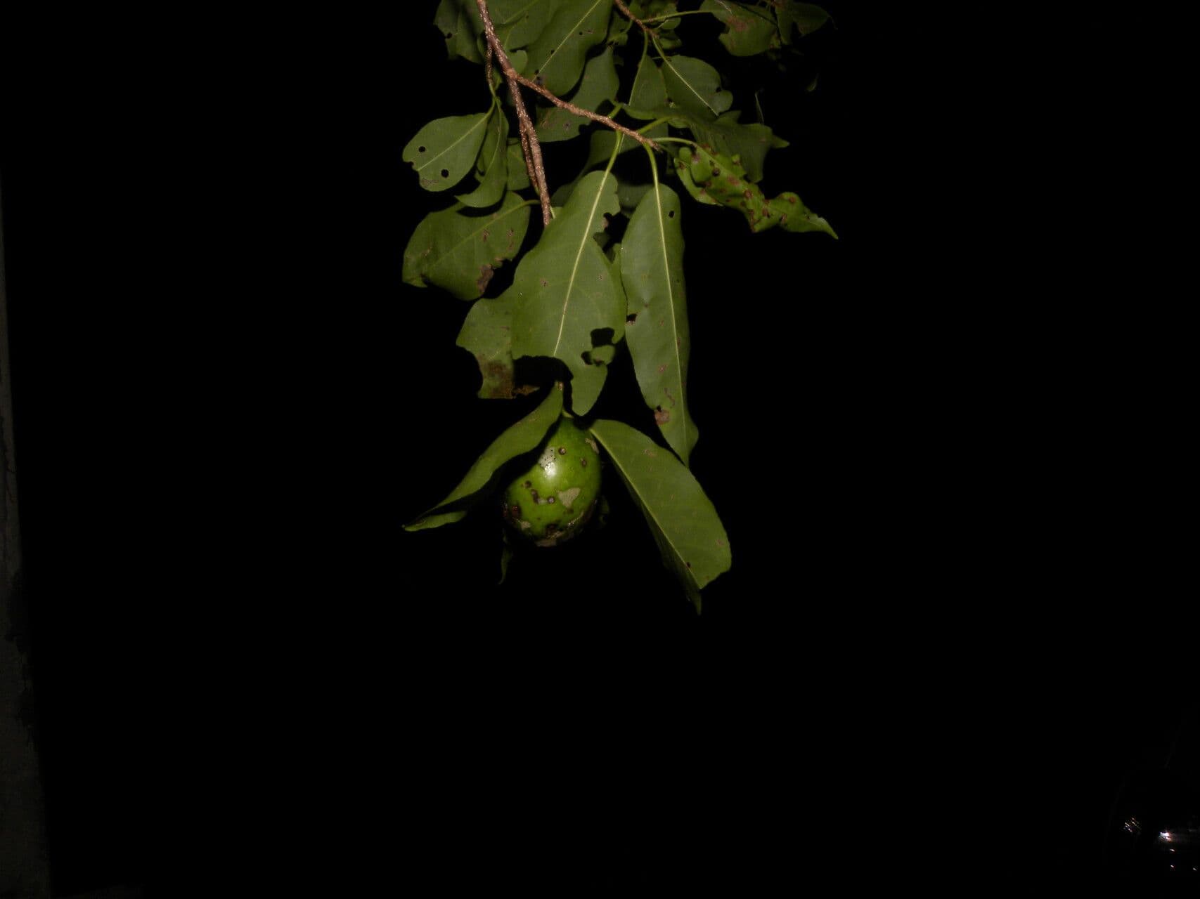 Casearia tremula 4