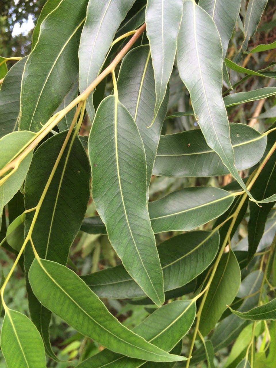 Eucalyptus 3