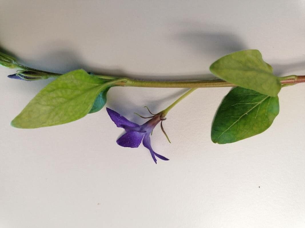 Pervinca erbacea 12