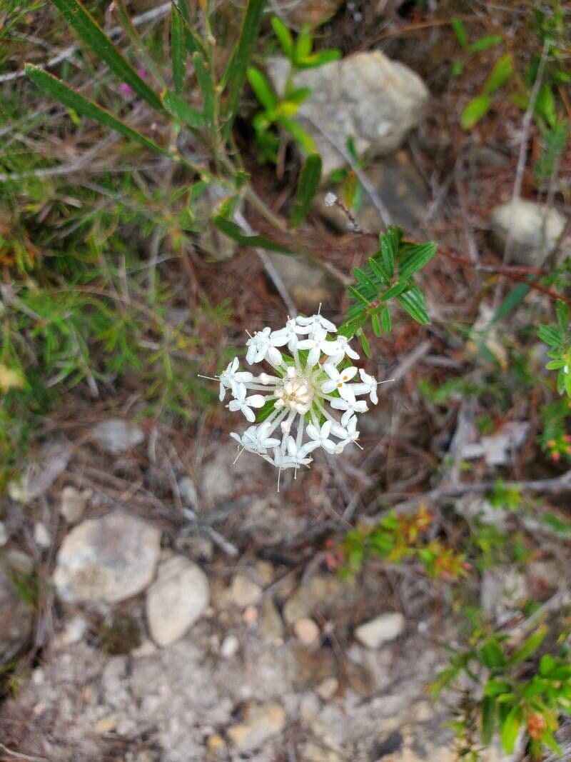Leinblättrige Pimelea 3