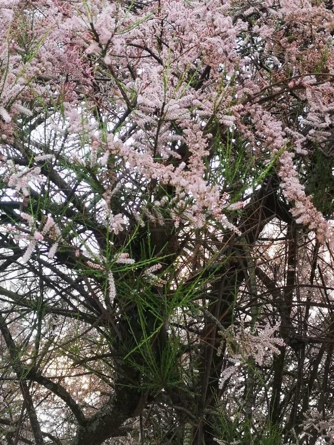 Tamarix parviflora 15