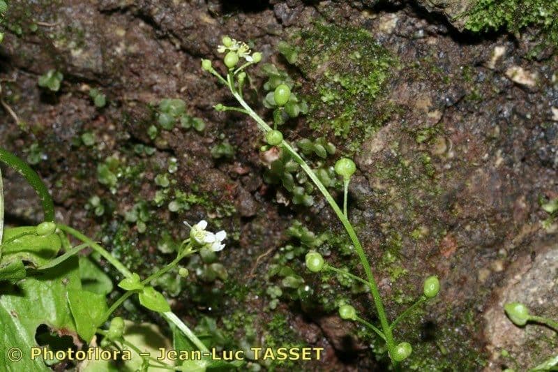 Cochlearia pyrenaica 17