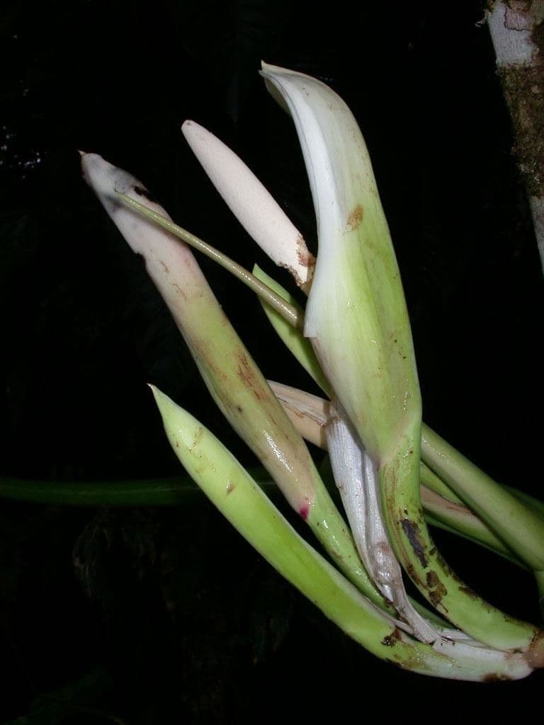 Filodendro tripartito 3