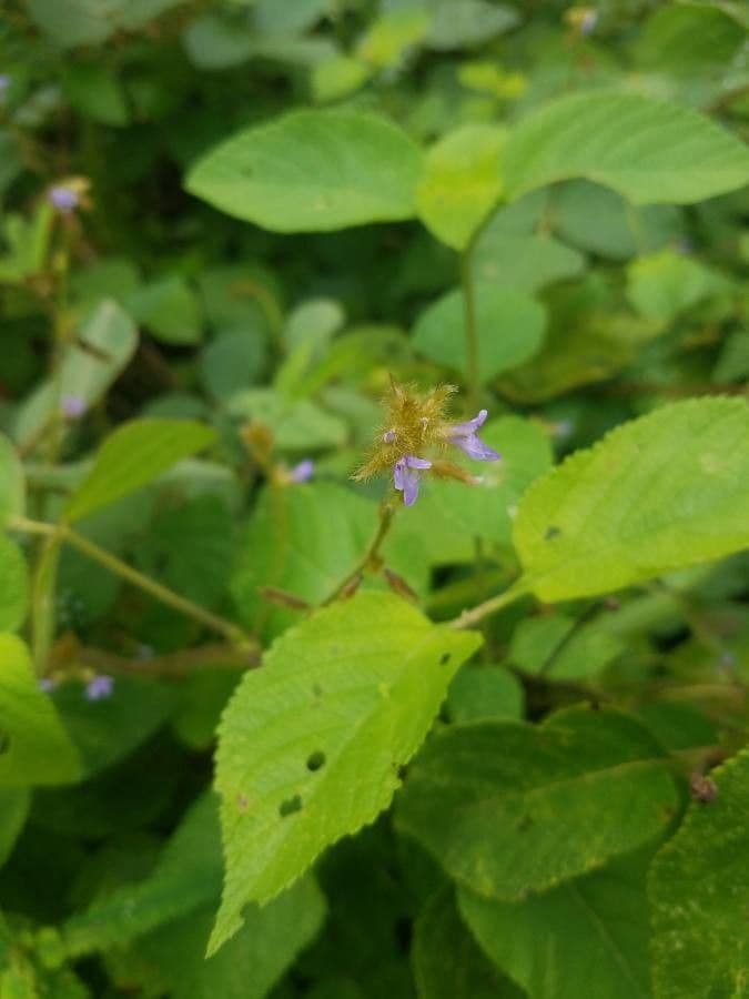 Calopogonium 10