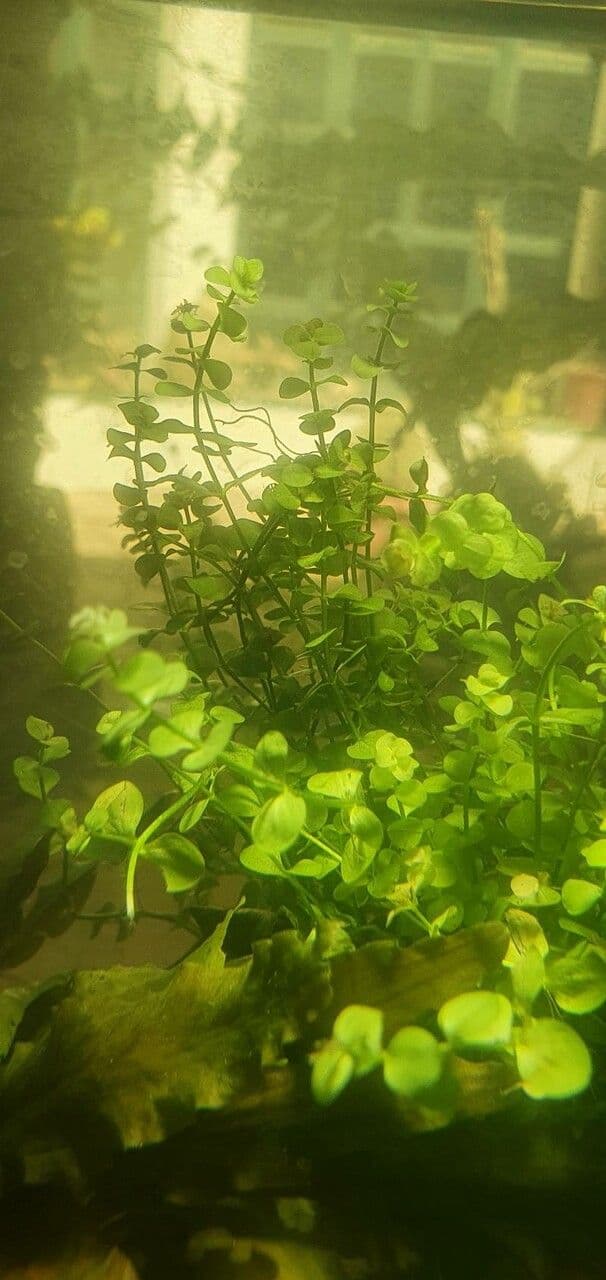 Micranthemum ombroso 2