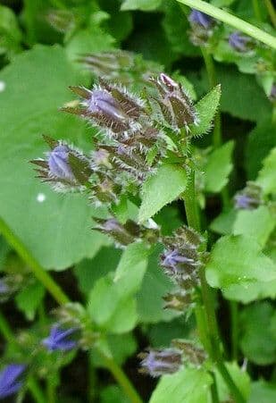 Kriechende Glockenblume