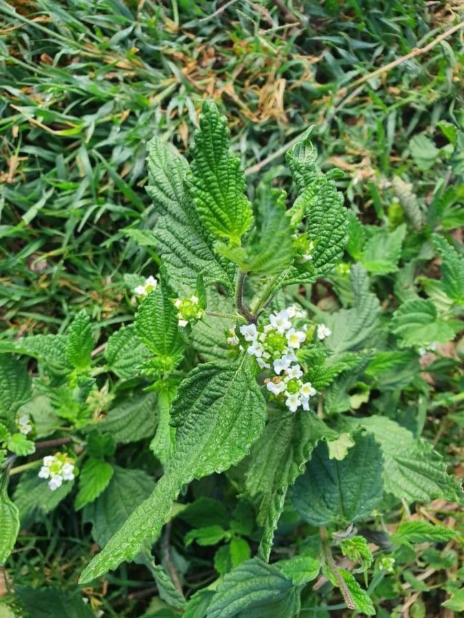 Lippia de Java 15