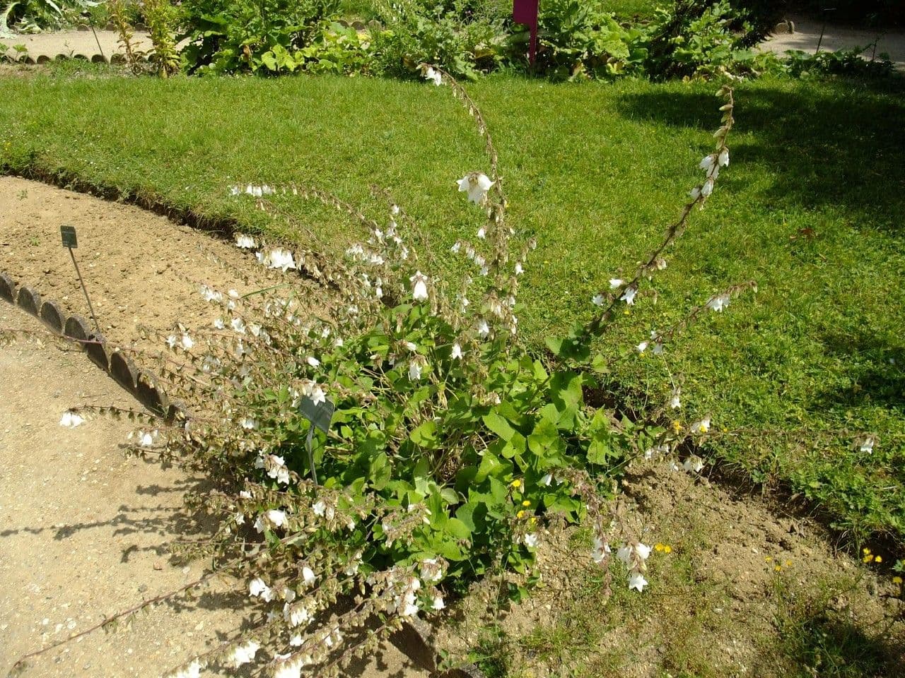 Campanula 11