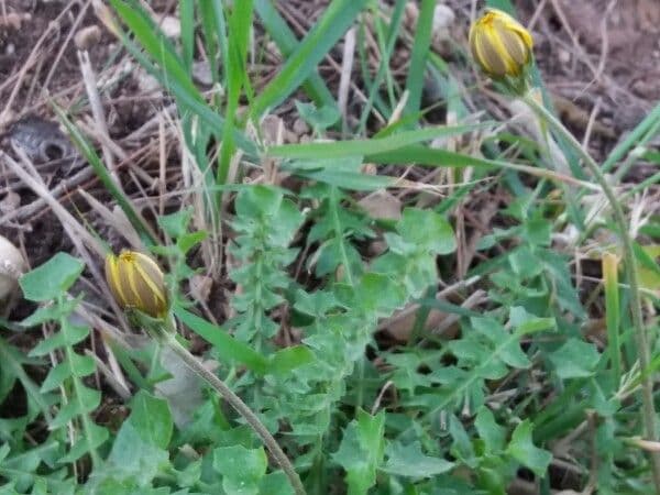 Hyoseris radiata 25