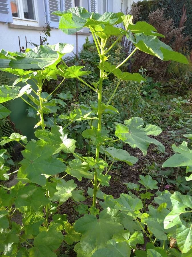 Malva verticillata 13