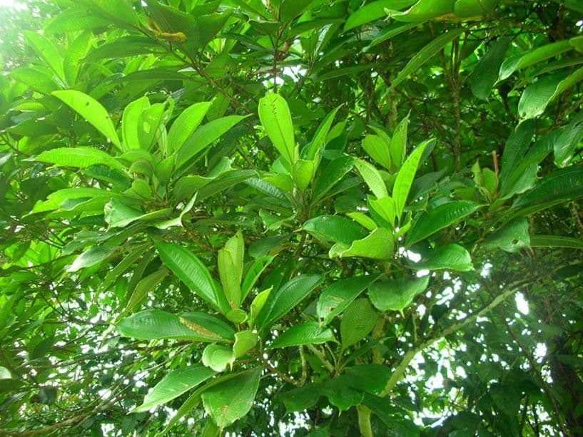 Conostegia luquillo 13
