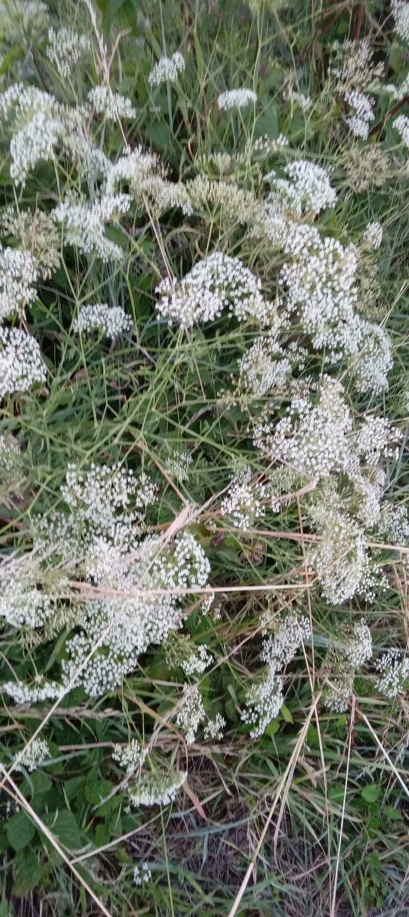 Falcaria 13