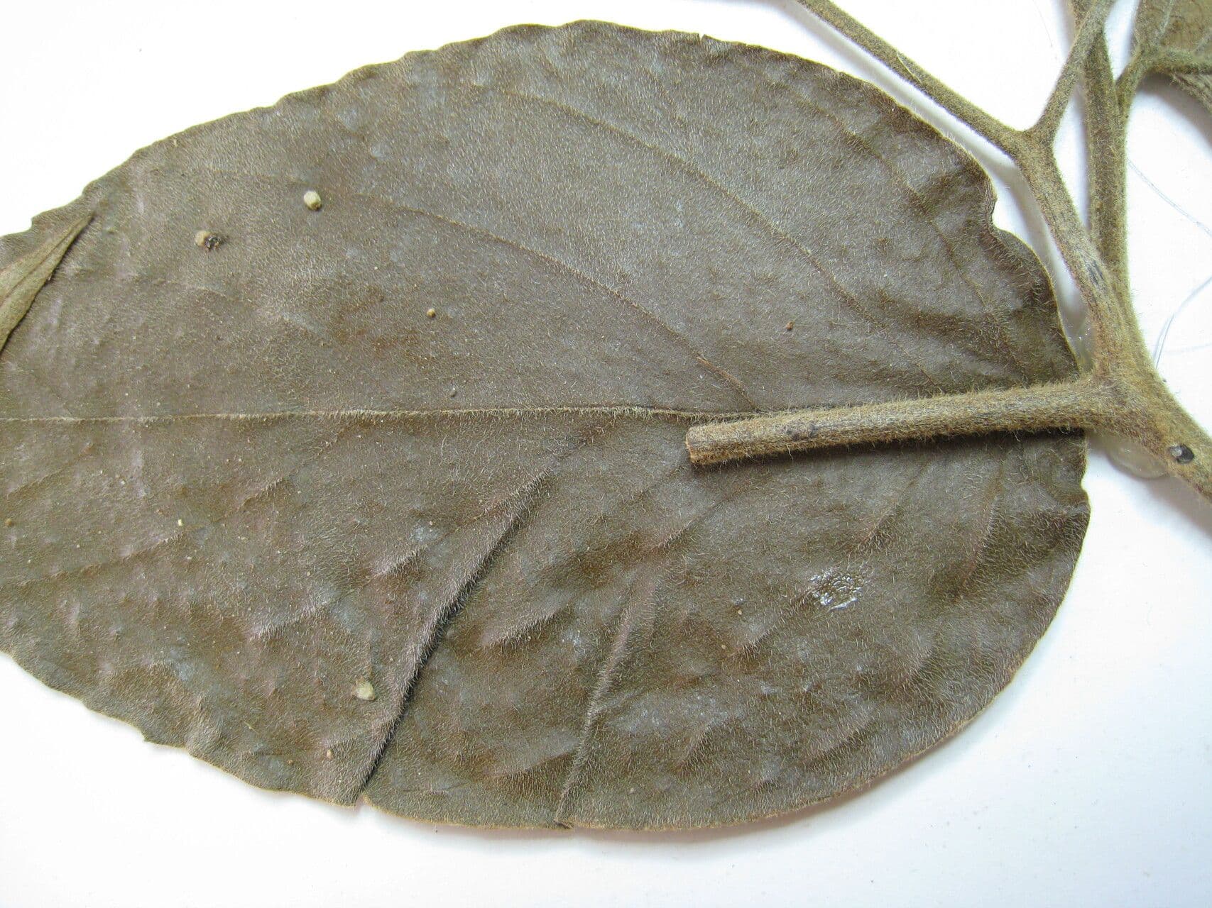 Cordia 4
