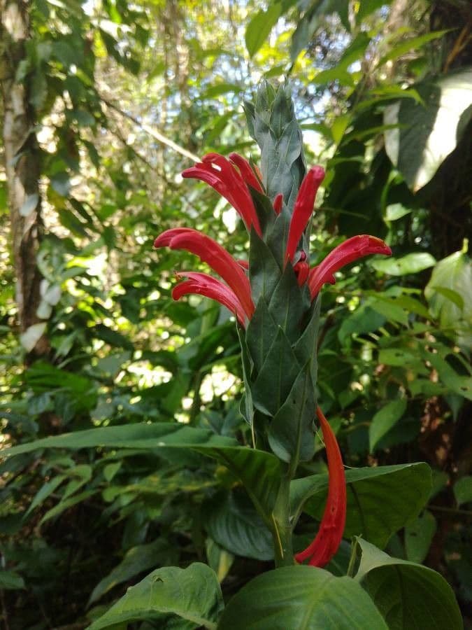 Garde du Cardinal 5