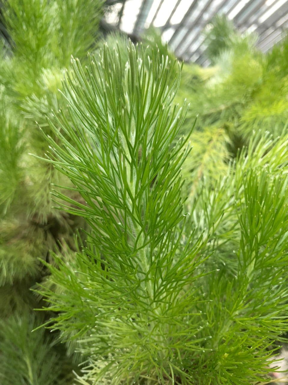 Adenanthos 8