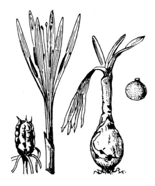 Berglauch 19
