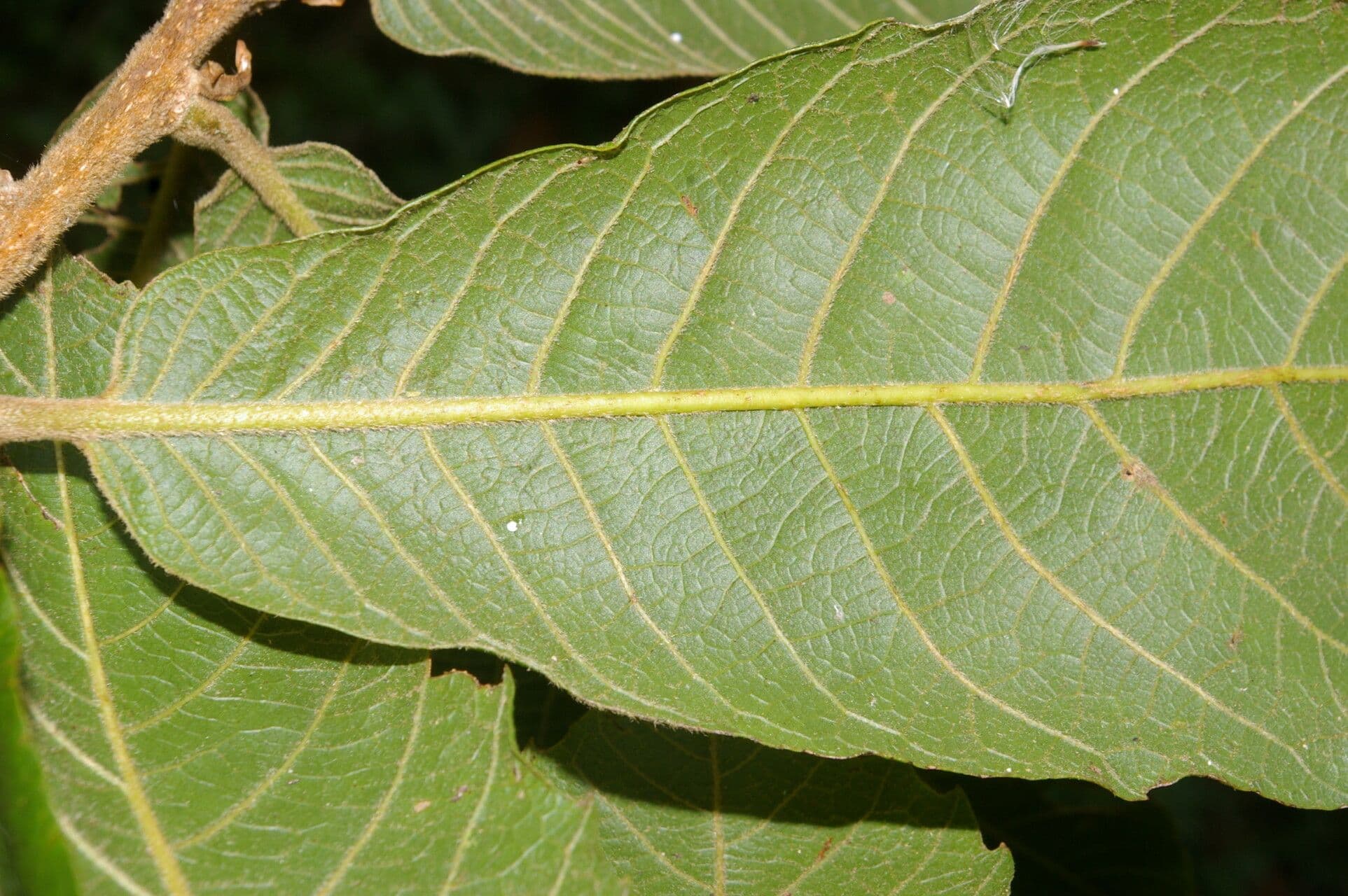 Quercia 3