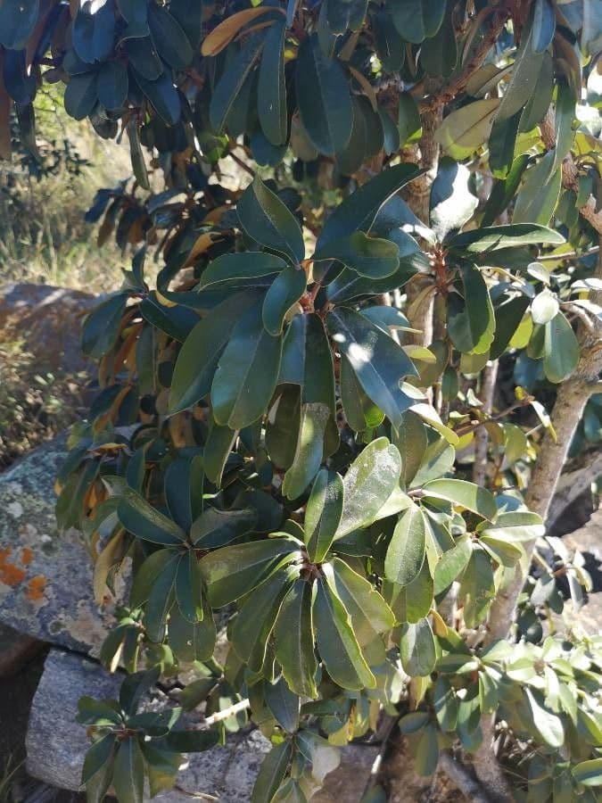 Englerophytum magalismontanum 9