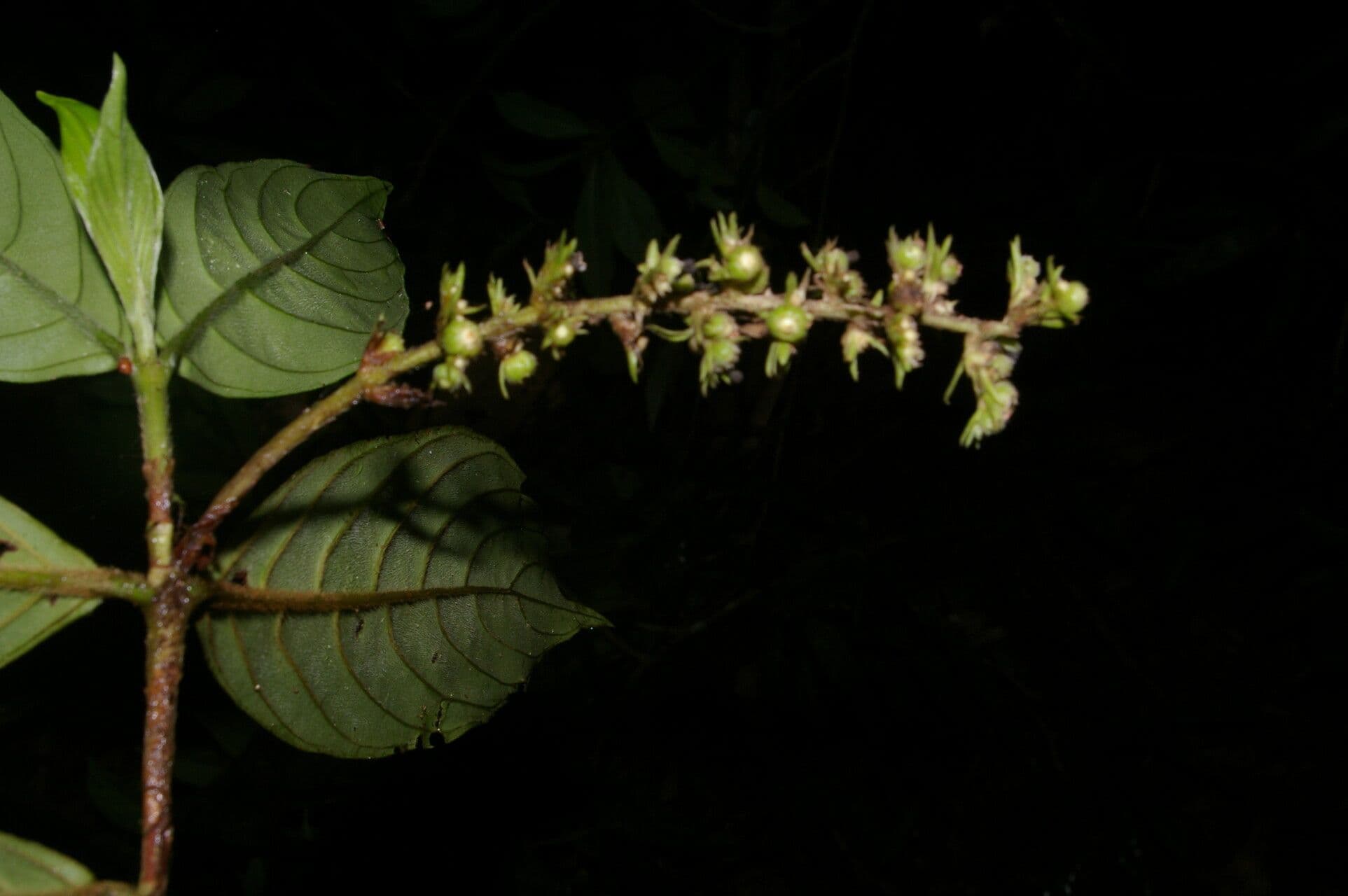 Bertiera 9