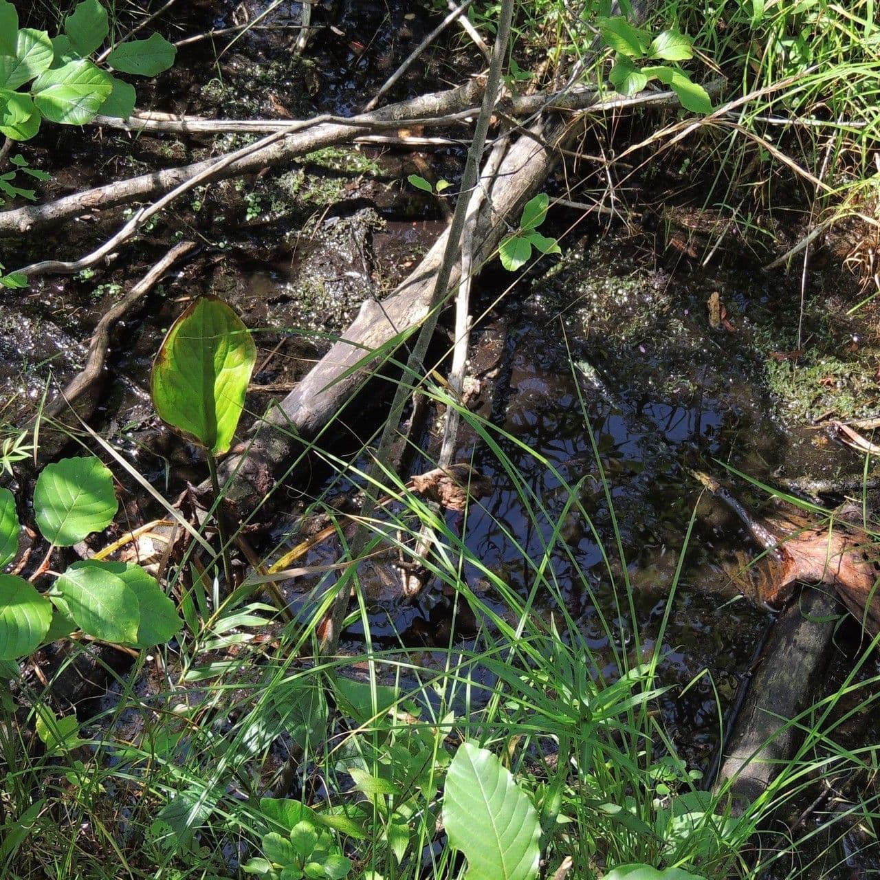 Elimo violaceo 3