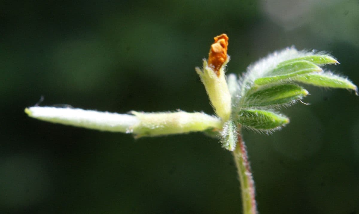 Uccellina comune 29
