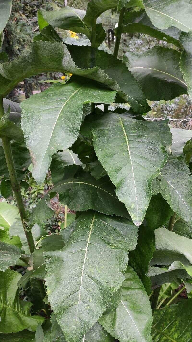 Inula 3