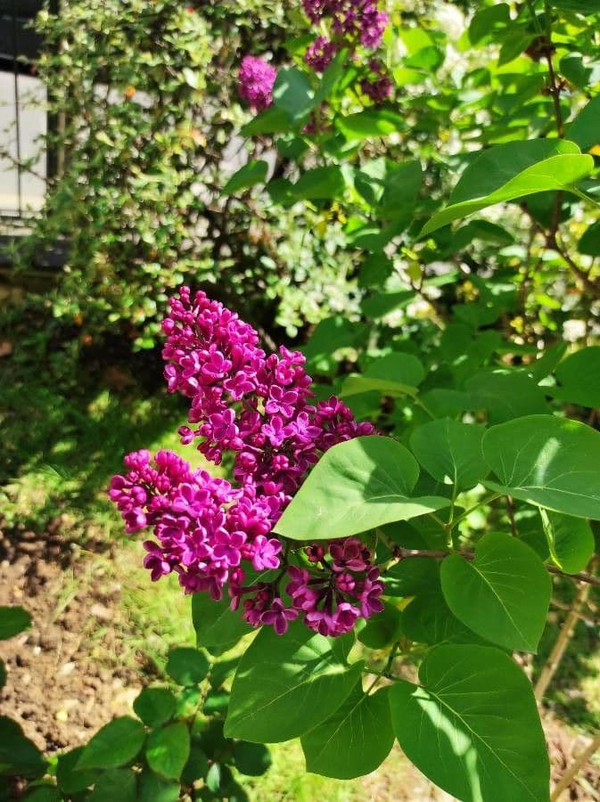 Common lilac 23