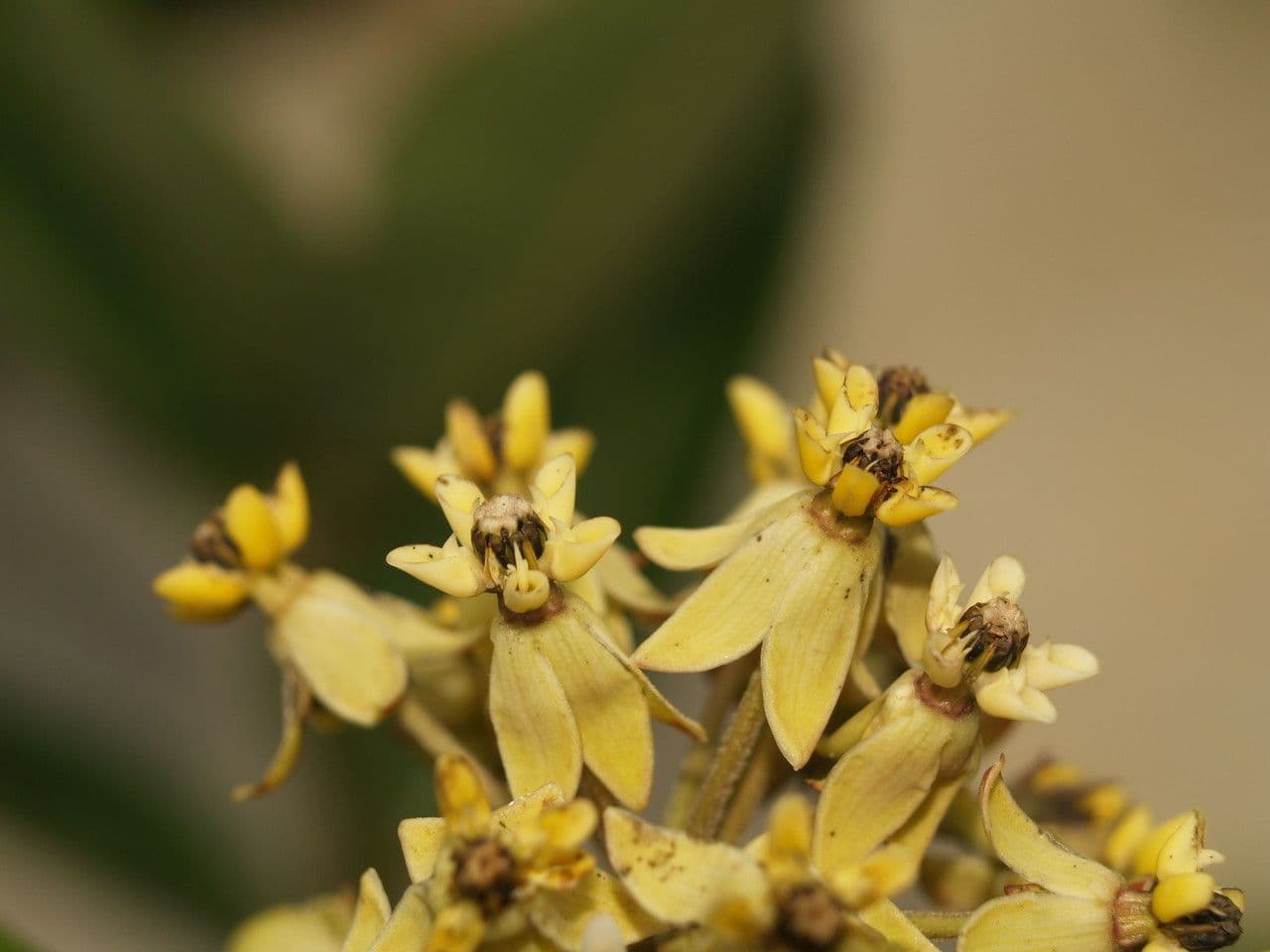 Asclepias lanuginosa 2