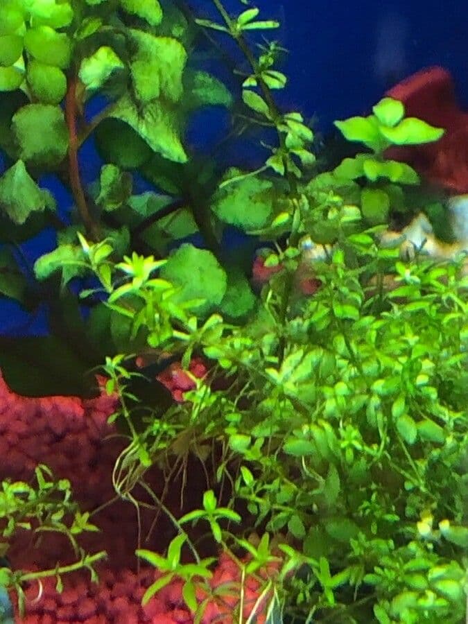 Micranthemum 2