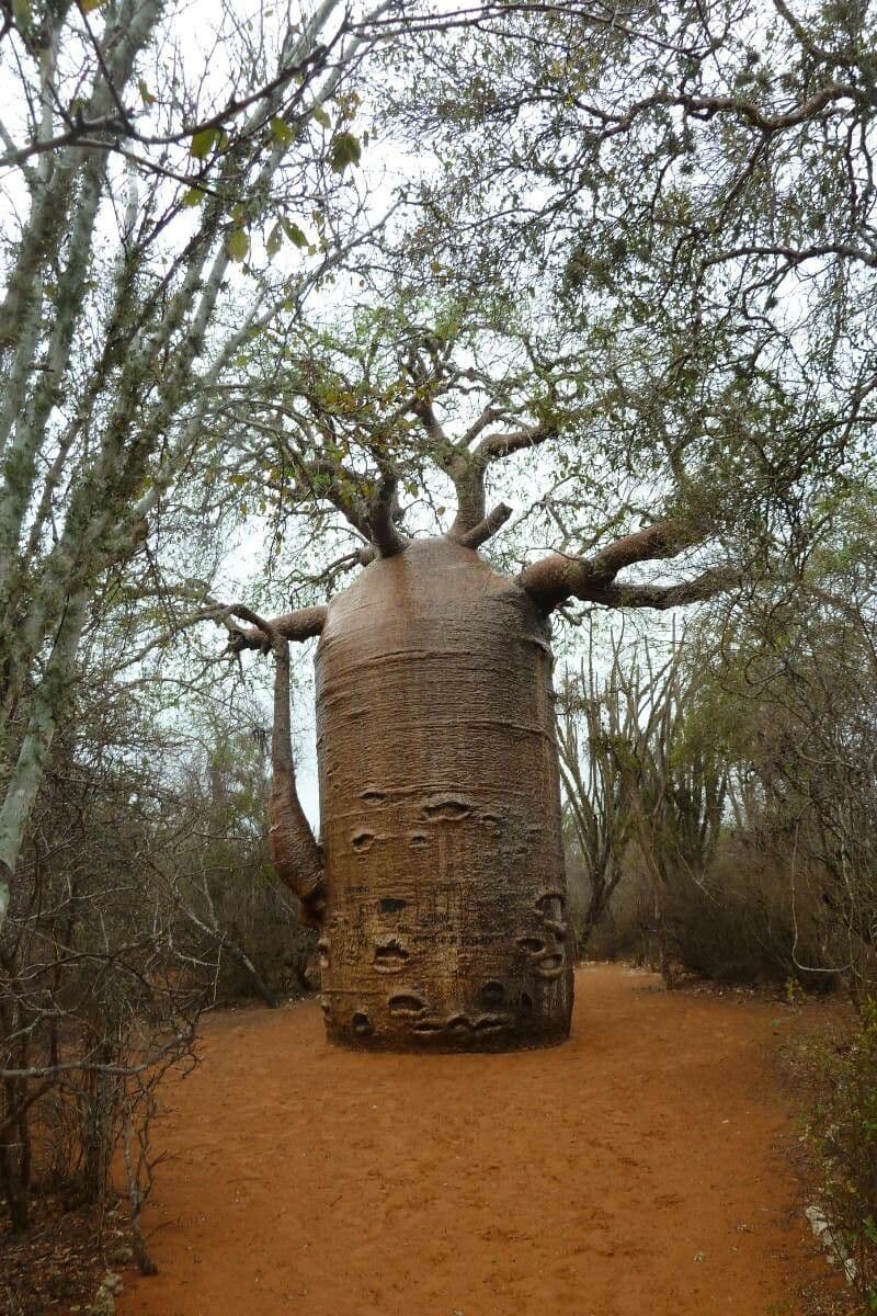 Baobab australský 7