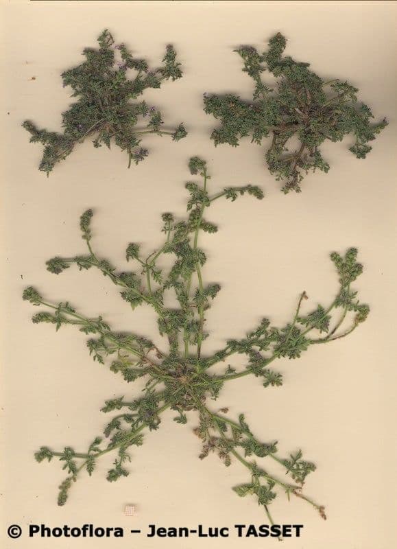 Verbena prostrata 14