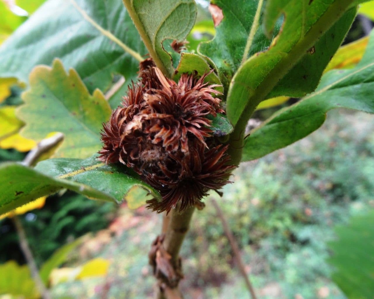Quercia Daimyo 5
