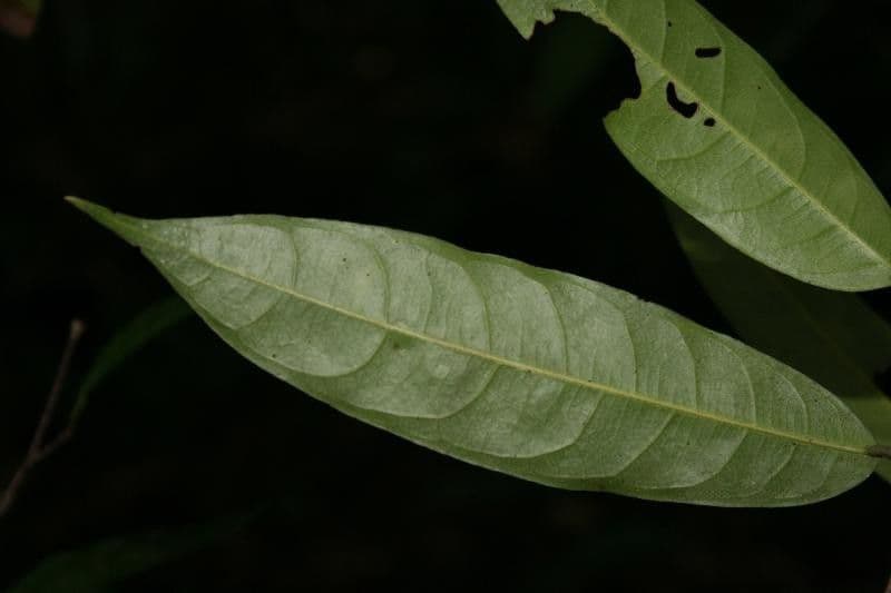 Eschweilera micrantha 8