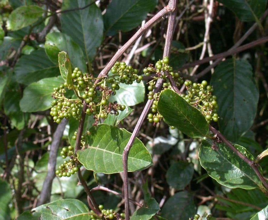 Pinzona coriacea 16