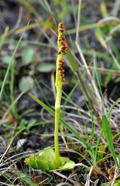 Botrychium 8