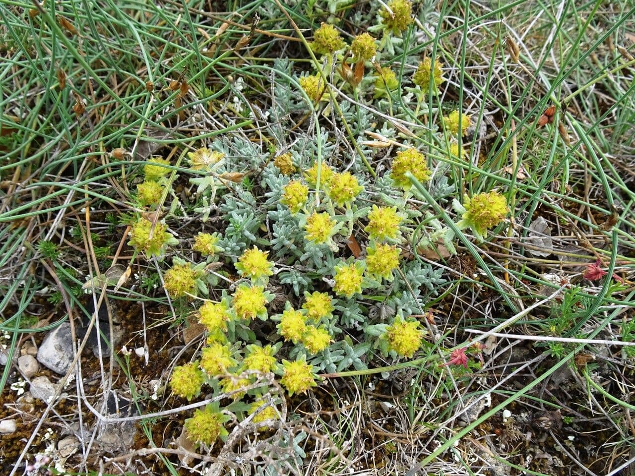 Teucrium 13