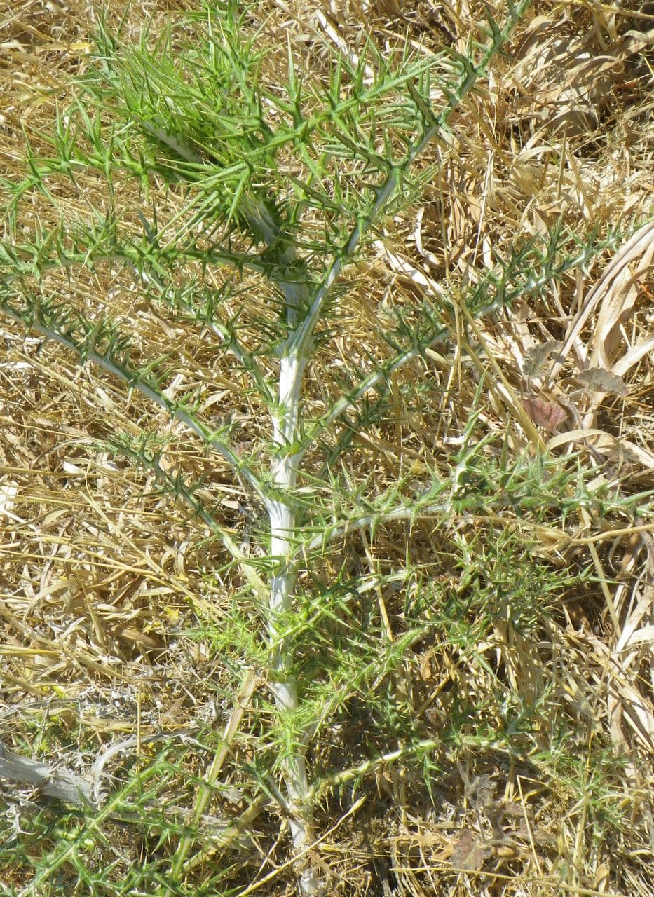Echinops spinosissimus 13