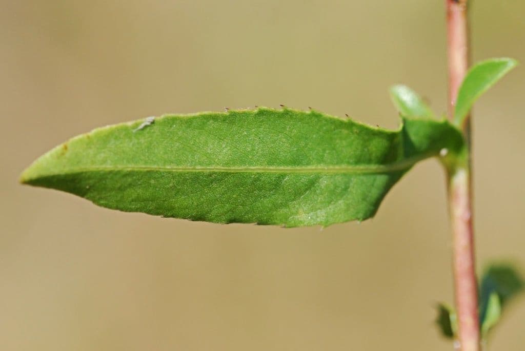 Grindelia 13