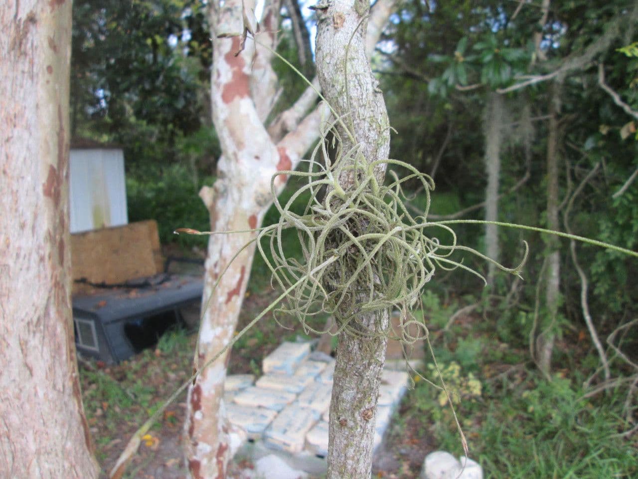 Tillandsia 20