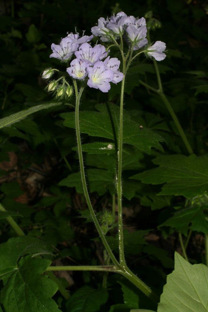 Feuille d'eau appendiculée 10