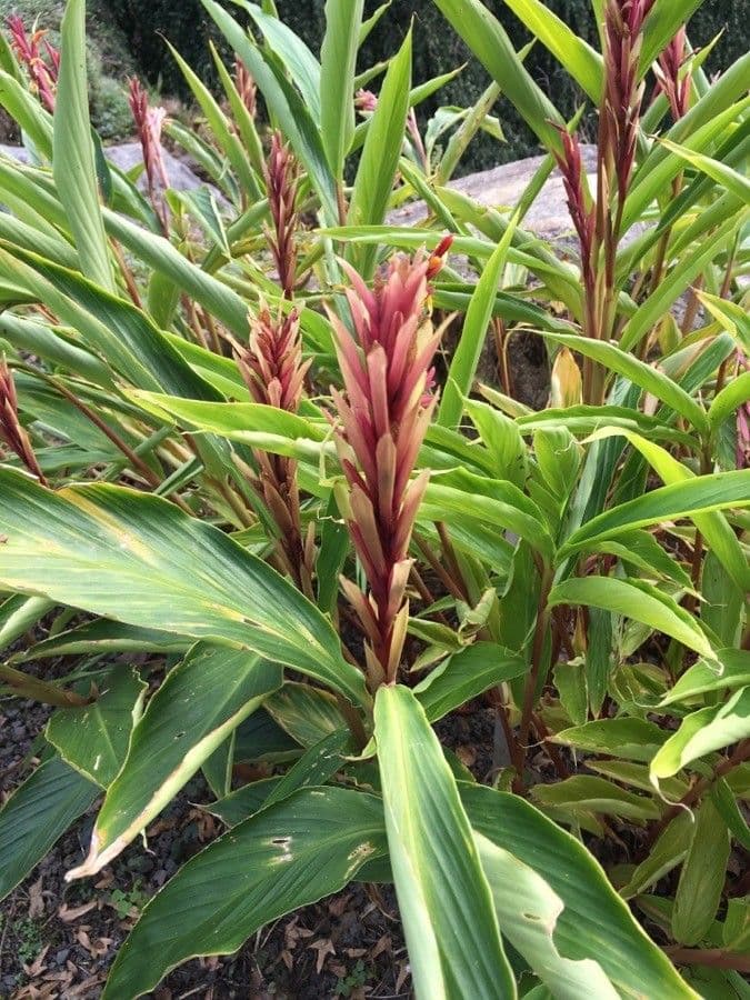 Cautleya 5
