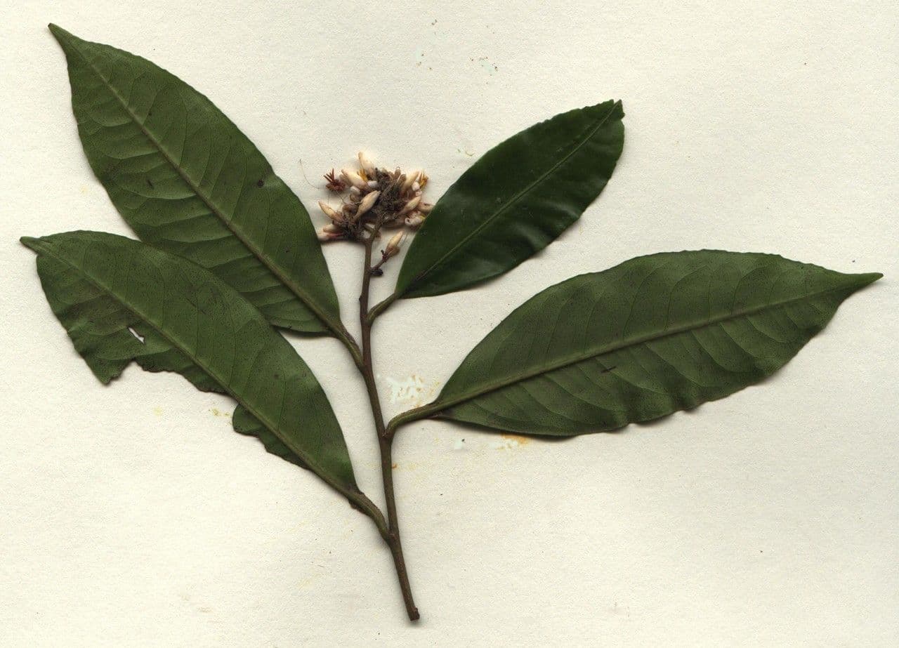 Ardisia 23